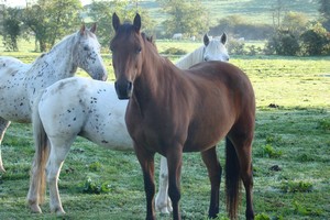 Gite et equitation en bourgogne du sud